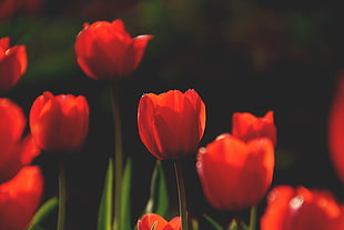 nature, red, field, flowers