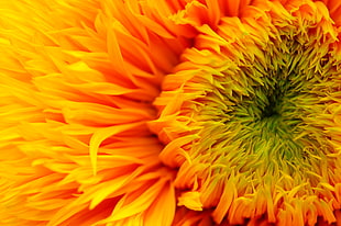 micro shot photography of yellow flower, sunflower