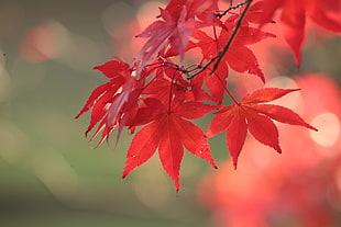 selective focus of red leaf plant HD wallpaper