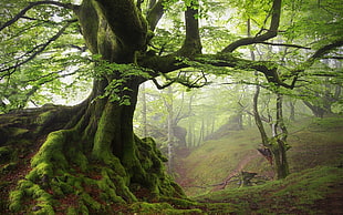 green leafed tree, landscape, nature, moss, spring