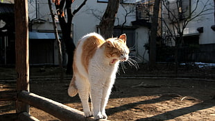 white and orange cat on wooden stick HD wallpaper