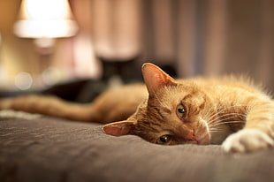 cat lying on gray bed