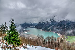 pine tree near lake under cloudy sky HD wallpaper