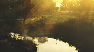 green trees near river