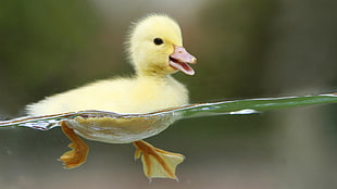yellow Duckling on water HD wallpaper