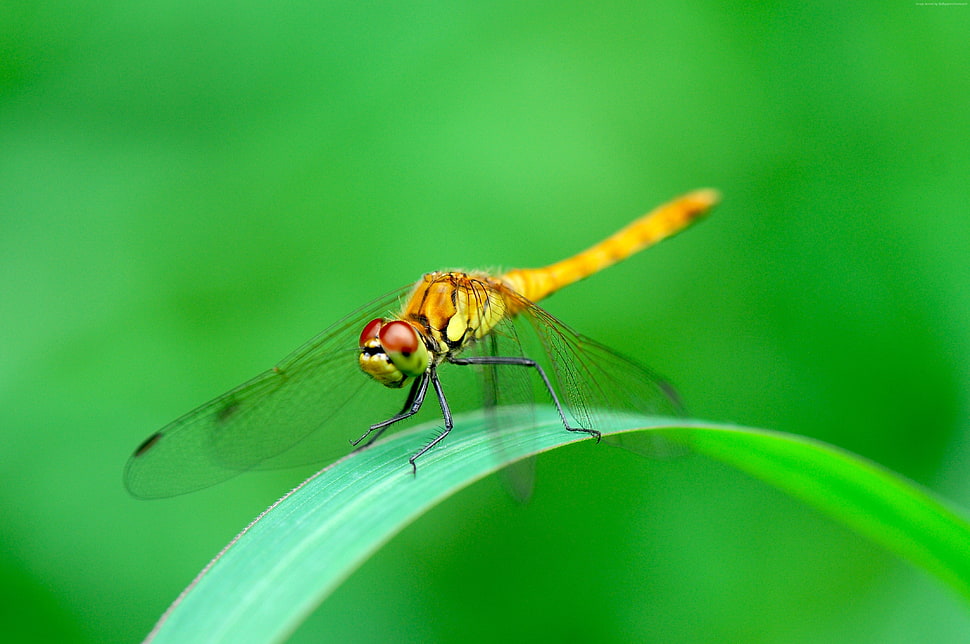 Orange dragonfly in closeup photo HD wallpaper | Wallpaper Flare