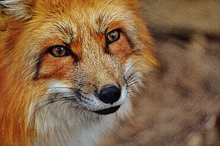 red Fox