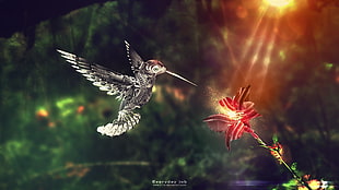 gray and red humming bird, animals, hummingbirds, digital art, flowers HD wallpaper