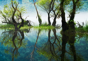 green and brown tree painting, photography, nature, landscape, reflection HD wallpaper