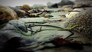 brown stone, nature, beach, rock, depth of field HD wallpaper