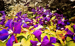 purple petaled flowers