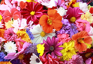 pink, red, and orange petaled flower lot