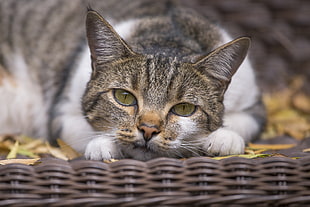 closeup photograph of white and gray cat