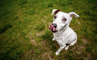 short-coated white dog, animals, dog HD wallpaper