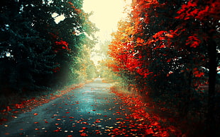 pathway in between trees in daytime HD wallpaper