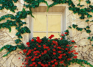 red and green plant mounted on window