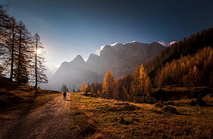 brown trees, mountains, landscape, nature, fall