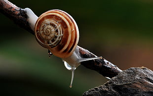 brown and white snail