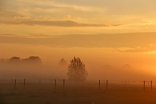 brown tree near fence during sunset