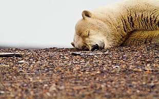 shallow focus of polar bear sleeping HD wallpaper