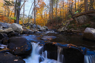 river and rocks between trees during daytime HD wallpaper