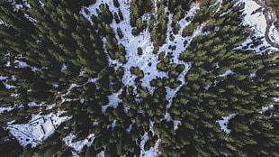 sky view pine trees HD wallpaper