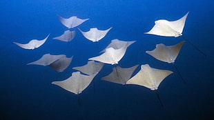 school of stingrays, fish, Mobula, underwater, deep sea