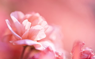 pink flowers, nature