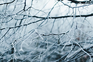closeup of frozen tree branch HD wallpaper