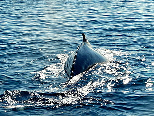 blue fish in the water, humpback, whale HD wallpaper