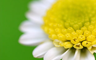 white petaled flower in closeup photo