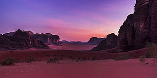 green plant on desert beside the rock formation, wadi rum