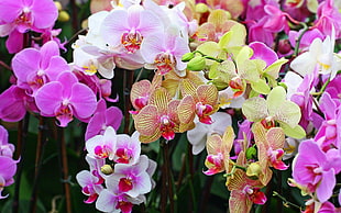purple and white orchids flower HD wallpaper