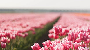 red tulip selective-focus photograhy HD wallpaper
