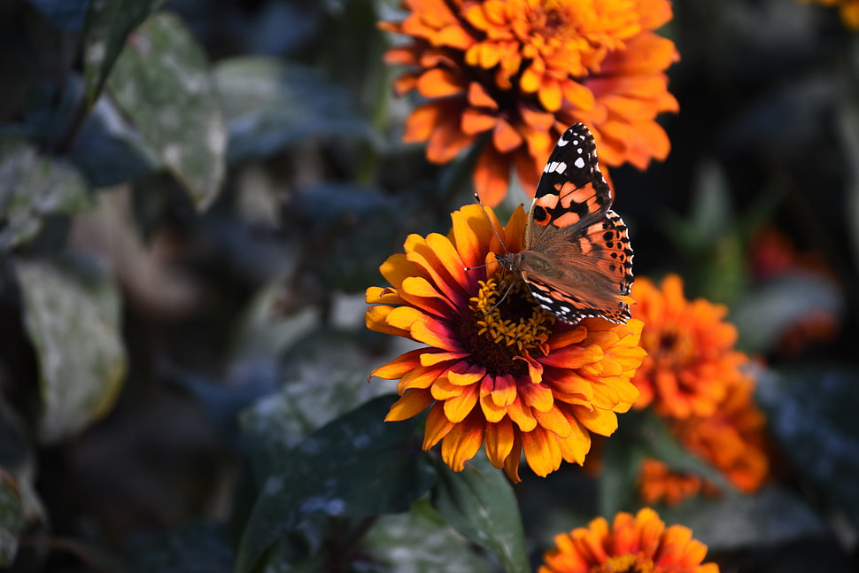 orange Zinnia flowers, Zinnia, Butterfly, Flower HD wallpaper