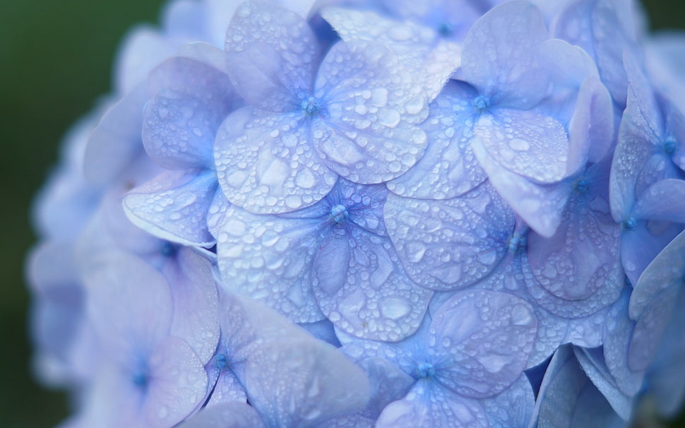 selective focus photography of blue petaled flowers HD wallpaper