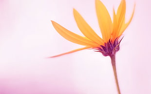 yellow petal flower, flowers, nature, macro, simple background HD wallpaper