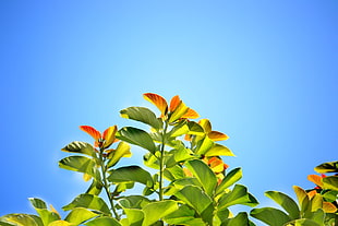 photography of green leaf plant under calm sky HD wallpaper