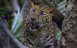 Leopard on tree HD wallpaper