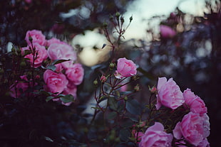 pink and white petaled flowers, flowers, plants, closeup, nature HD wallpaper