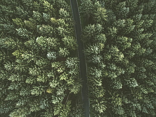 road between pine trees HD wallpaper