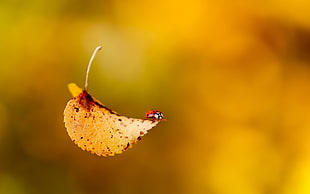 beige leaves with red bug HD wallpaper