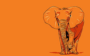 elephant illustration, elephant HD wallpaper