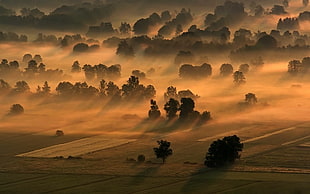 green field, nature, landscape, mist, trees HD wallpaper