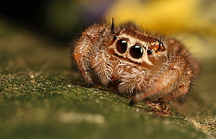 brown and beige jumping spider, animals, spider, macro