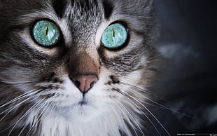 long-fur gray kitten, cat, blue eyes HD wallpaper