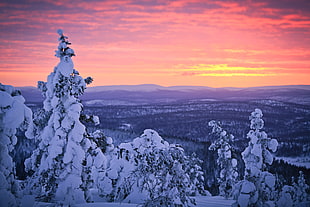 snow covered forest during golden hour