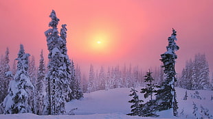 two tree on winter time during sunset