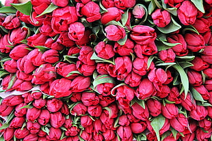 bouquet of red roses