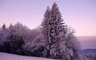 snow covered pine tree